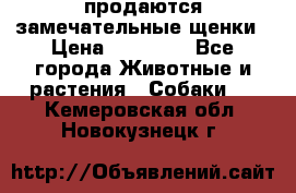 продаются замечательные щенки › Цена ­ 10 000 - Все города Животные и растения » Собаки   . Кемеровская обл.,Новокузнецк г.